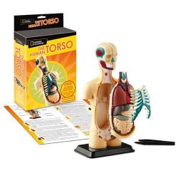 Модель тела человека Модель тела человека